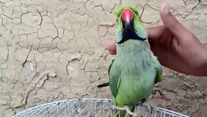 Very funny parrot pair talking | amazing baby parrort Chirping video