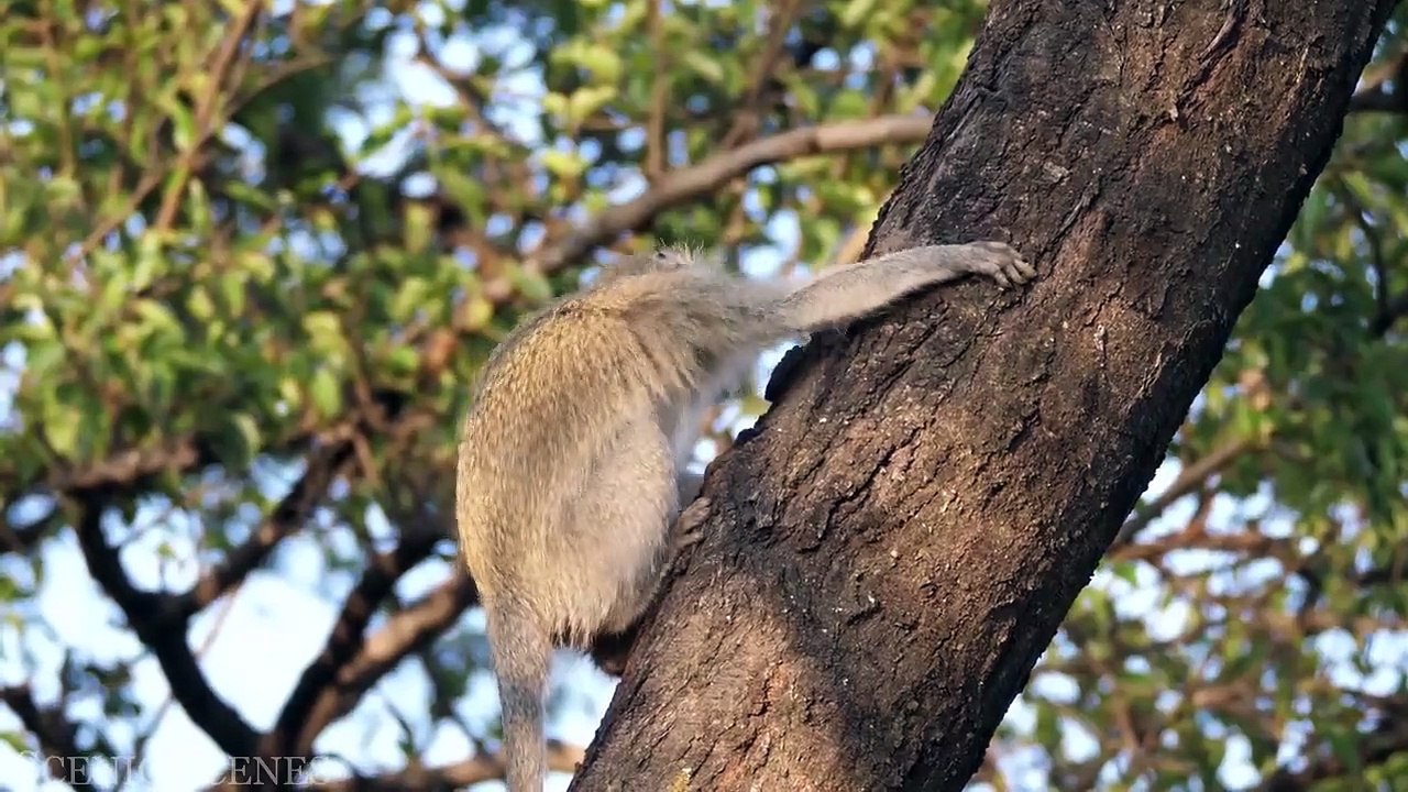Africa Wildlife In 4K - The Life Of Animals In African Safari  Scenic Relaxation Film-720p