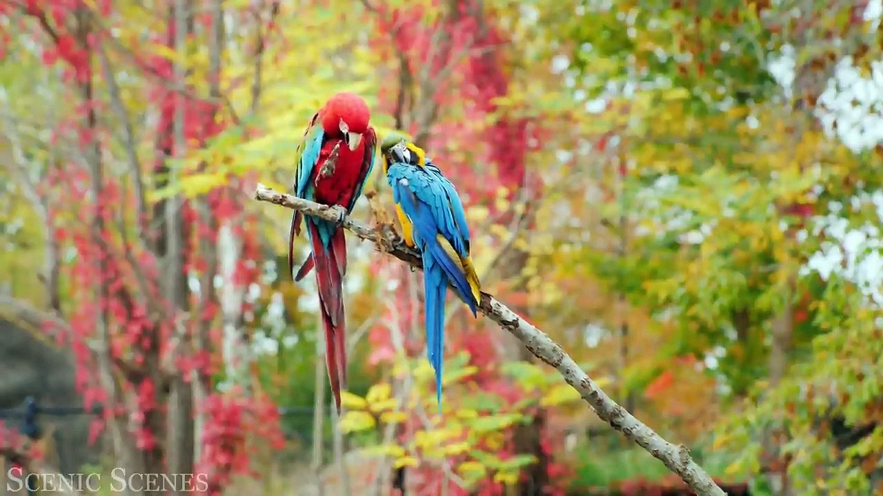Life Of Animals In 4K - Amazing Wildlife Scenes  Scenic Relaxation Film-720p