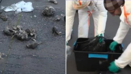 Paris'te grevdeki kanalizasyon çalışanları, belediyenin önüne fare ölüleri yığdı