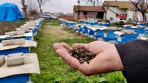Bursa'da toplu arı ölümleri