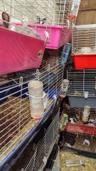 Rabbits found in garage near Market Harborough