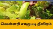 நாகை: வெள்ளரி சாகுபடி பணி தீவிரம்!