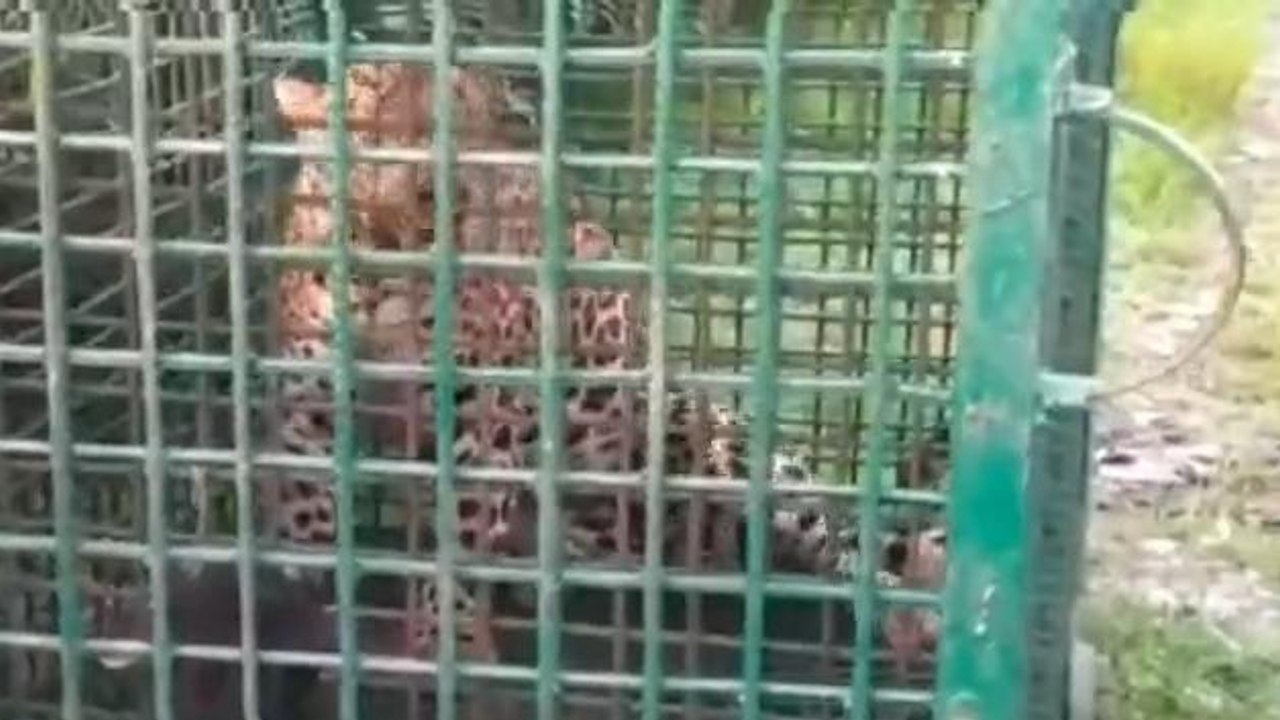 মেচপাড়া চা বাগানে বনদফতরে পাতা খাঁচায় খাঁচাবন্দী হল লেপার্ড