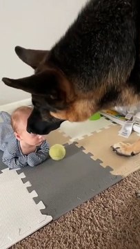 Drôle : ce bébé est encore trop petit pour jouer avec son chien