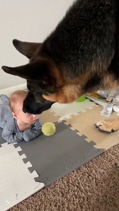 Ce bébé est encore trop petit pour jouer avec son chien