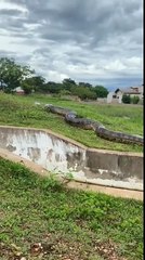 La taille de ce serpent est tout simplement impressionnante