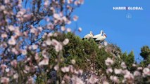 Renkli görüntüler... Baharın müjdecisi leylekler Beyşehir'deki yuvalarına yerleşti