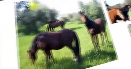 Pocoyo Pocoyo S02 E049 Horse!