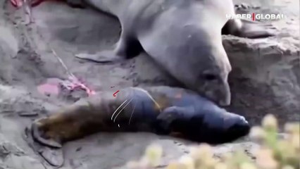 Büyük beğeni toplayan görüntüler... Ölü sandığı yavrusu canlanınca, anne deniz aslanı böyle sevindi
