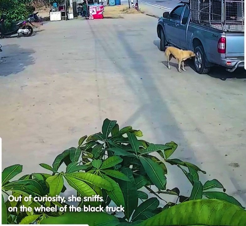 Dog get mysterious fit after sniffing wheels