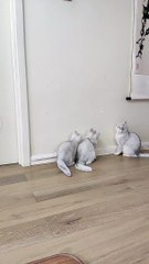 videos 2023,best funny videos 2023,fun  #DILSHAD #shorts #short #youtubeshorts