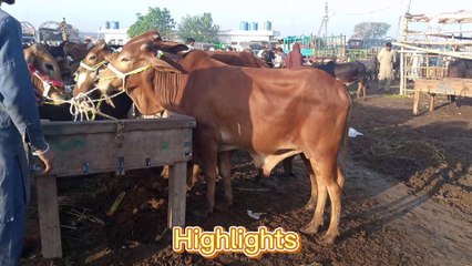 Wednesday Latest Updates||Tiger in Mandi||05-April-2023#nilliravi#cowvideo |Shahpur Kanjra Mandi|