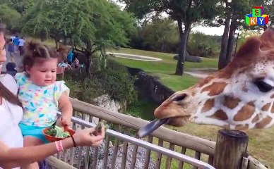 funny videos baby and animals in zoo