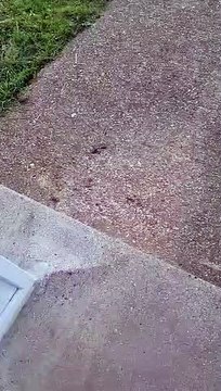 Aycliffe resident films continuous horn as lorries queue in Dover