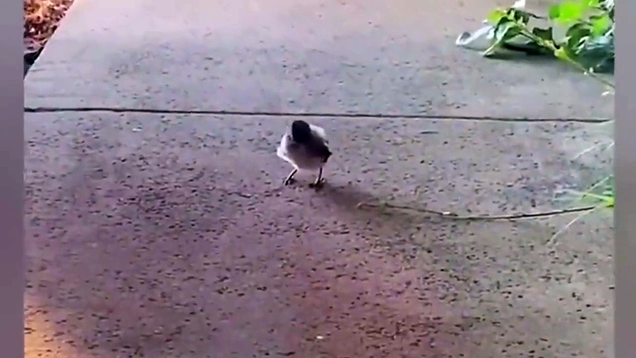 best funny videos