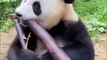 AmazingChina_ Panda Eats Bamboo Snack