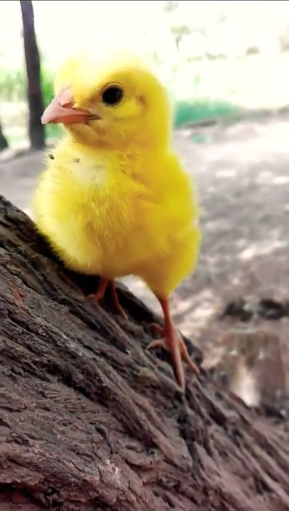 Wow baby hen funny moment _ funny chicks video __ coloured chicks _ chicken hen baby part 1 #shorts