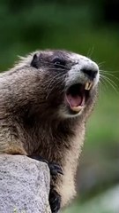 cuit animals _ animals status video #viralvideo #shorts