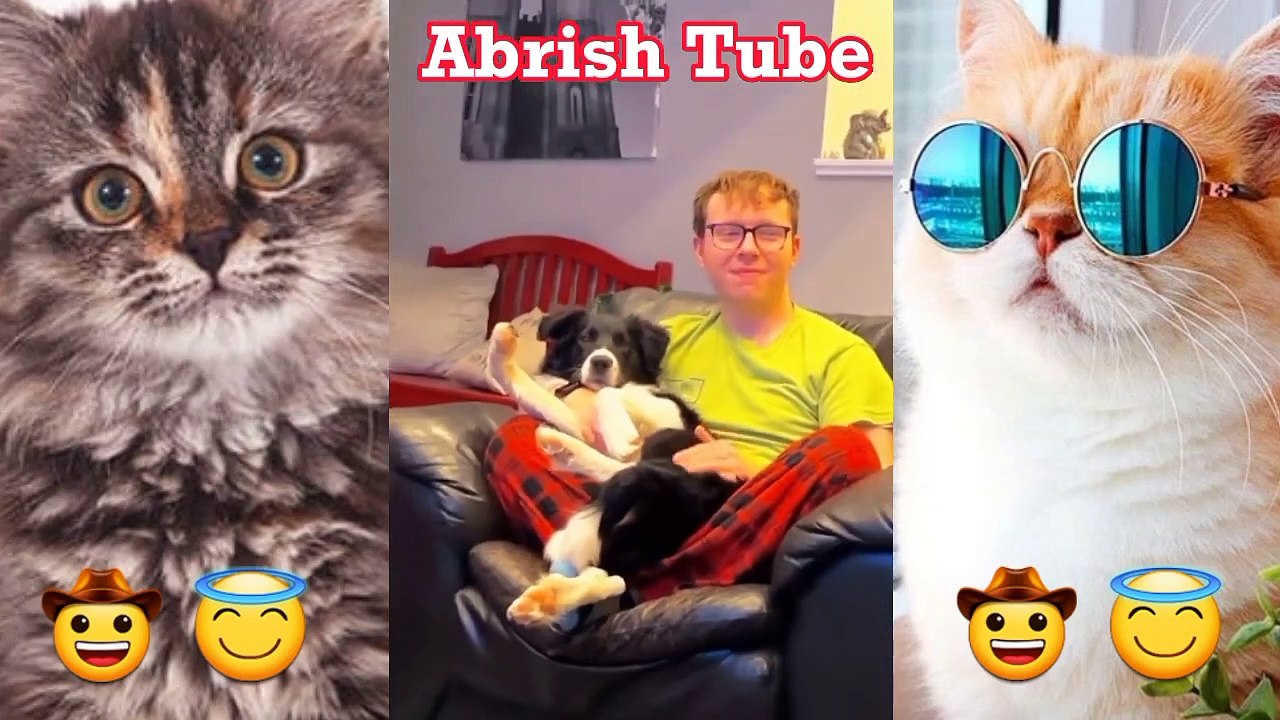 Best Funny Dogs And Cats Videos   Funniest Animals Videos 2023