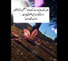 Islamic Urdu Shayari | Islamic Poetry Urdu | Best Urdu Quotes | Ramzan Mubarak