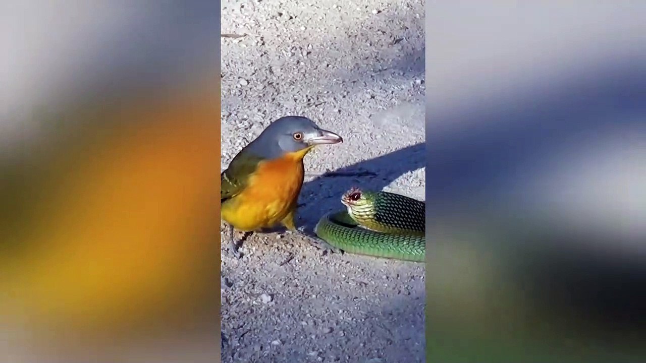 Bird Rips Snake’s Eyes out as it Tries to Escape