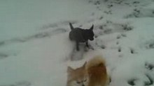 Les T'chis Suisses et la neige !!!