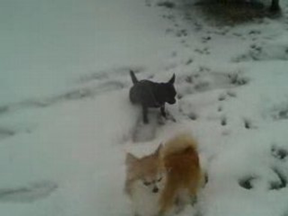 Les T'chis Suisses et la neige !!!