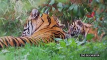 De rares bébés tigres de Sumatra sortent de leur enclos au Royaume-Uni