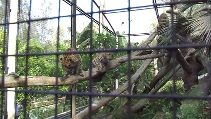 Fewer Than 40 Of These Special Leopards Exist in the World