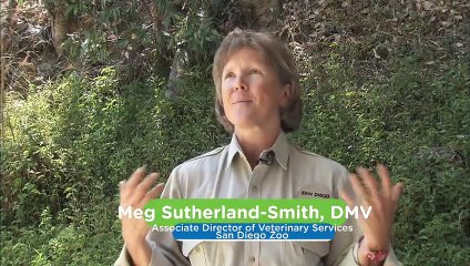 A Panda Birth That Was Greatly Anticipated By Zookeepers