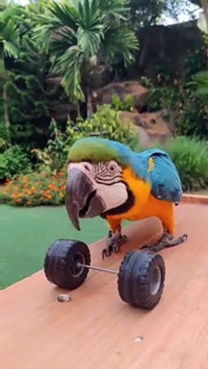 Parrot Practices Weightlifting