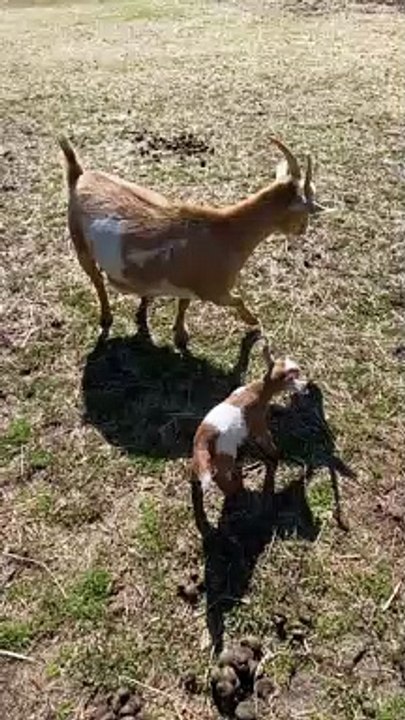 Goat Headbutts Kid
