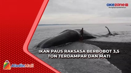 Ikan Paus Raksasa Berbobot 3,5 Ton Terdampar dan Mati di Karangasem Bali