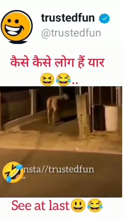 Funny comedy video cow and man 