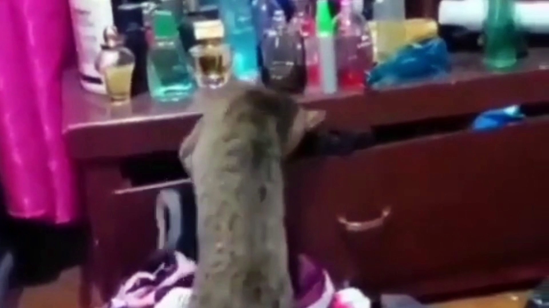 ⁣Funniest Animals 2023 | Most Funniest Animals 2023 | Funny Animals Video