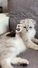 Which_are_your_favourites?_#shorts_#cat_#cats