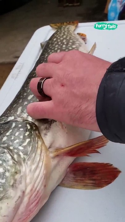 Quelque chose bouge dans le ventre d'un poisson tout juste peché...