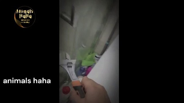 Funniest Animals Funniest Cats and Dogs #Animalshaha #FunnyAnimals #dog #cat #funnydogs #FunnyCats #CutiAnimals