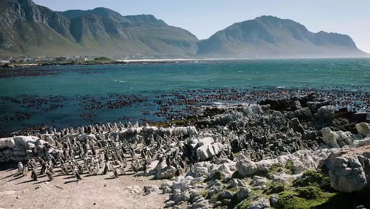 The Southwest Coast of Africa Is Home to Penguins Living Their Best Life on the Beach