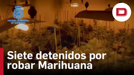 Detenidas siete personas en una reyerta por el robo en una plantación de marihuana en Mallorca
