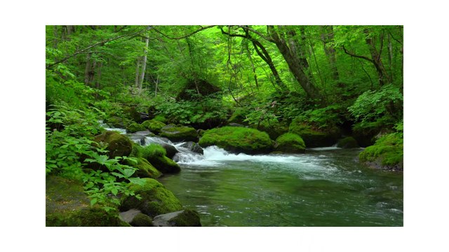 Forest Nature / Rain Forest / World Best Nature in Forest / Forest Scene