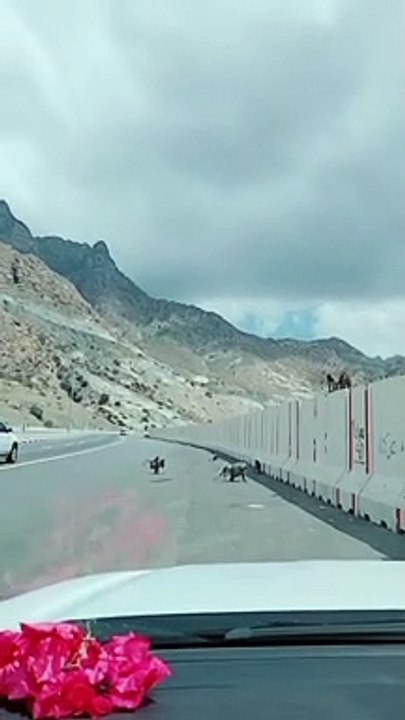 Monkey  is playing on the road