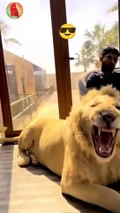 Dubai King and His Majestic Lion Companions 🦁