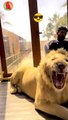 Dubai king with his lion friends