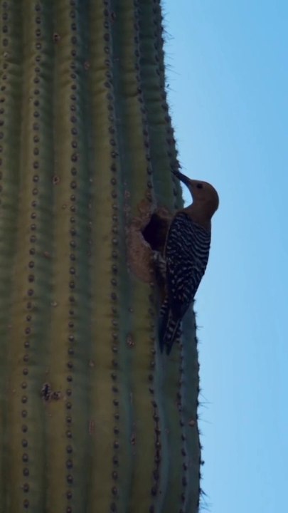 Nido en el cactus