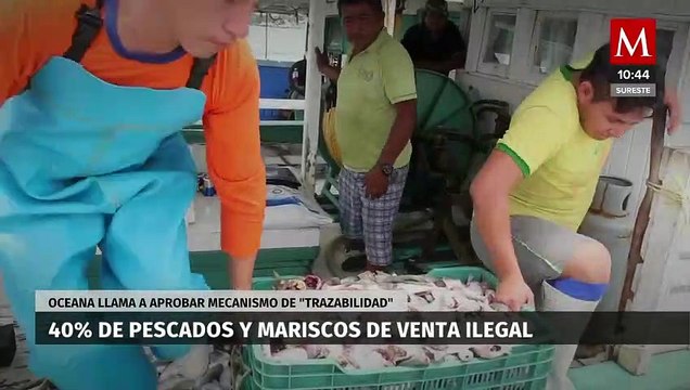 Alertan que 40% de pescados consumidos en México son ilegales; piden regularización
