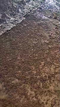 La playa de El Médano, invadida por las algas