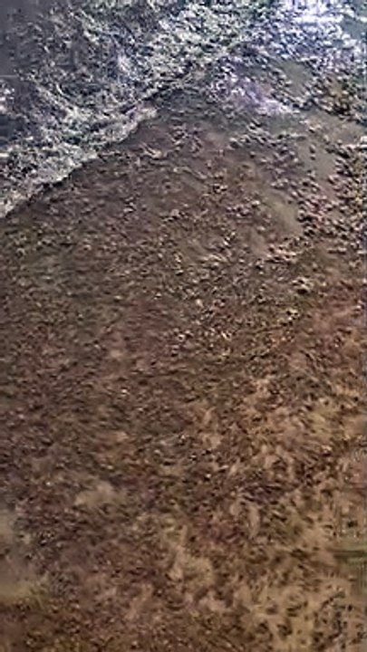 La playa de El Médano, invadida por las algas