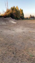 Dusty Doggy Dashes Through Dirt